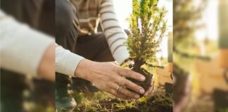 Omaha residents to receive new trees as part of recovery effort following 2024 tornadoes